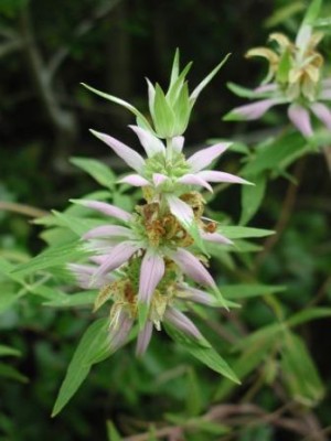 Horsemint